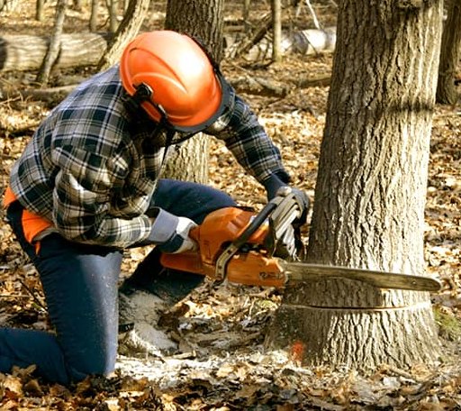 Tree Removal in Valley Center, KS